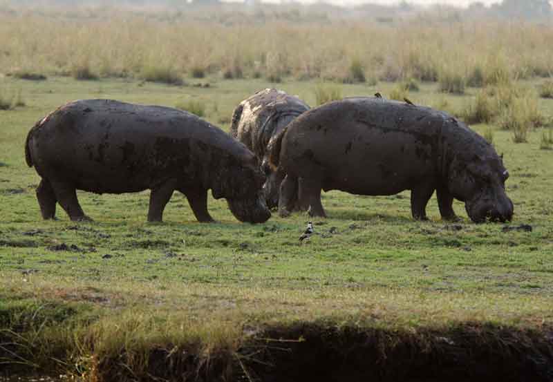 Hipopótamo - parque nacional de Chobe - Botswana 2.jpg
